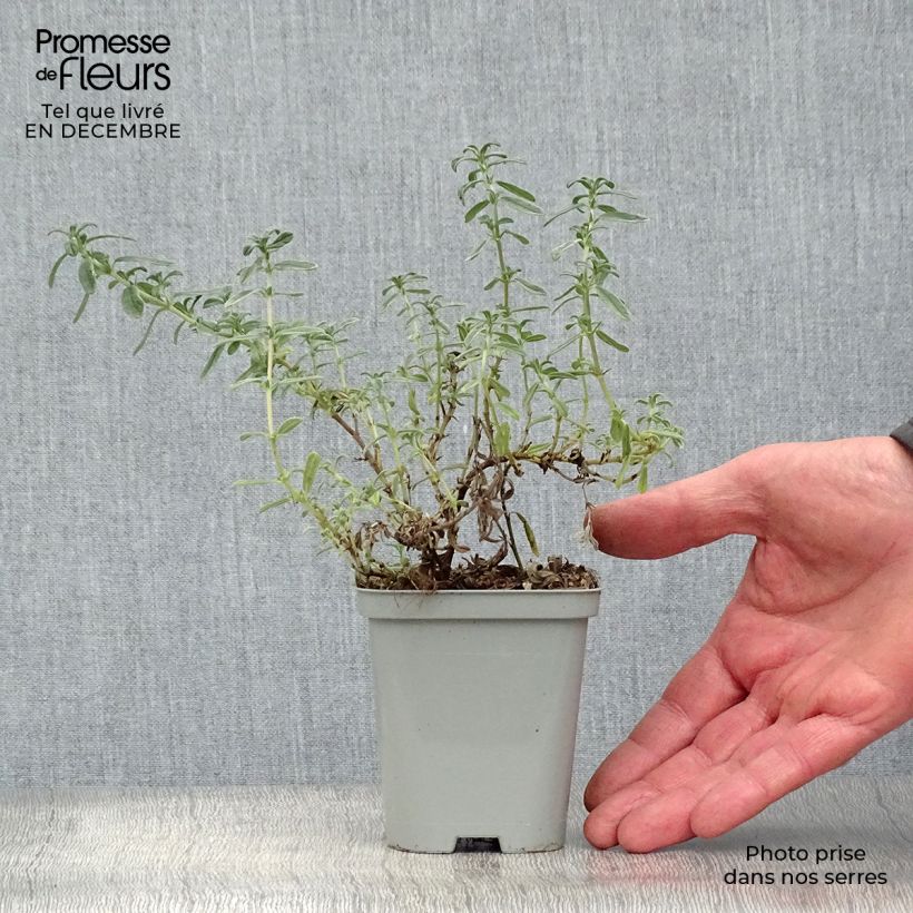 Spécimen de Helianthemum Ben Hope - Hélianthème rose carminé. Godet de 8/9 cm tel que livré en hiver