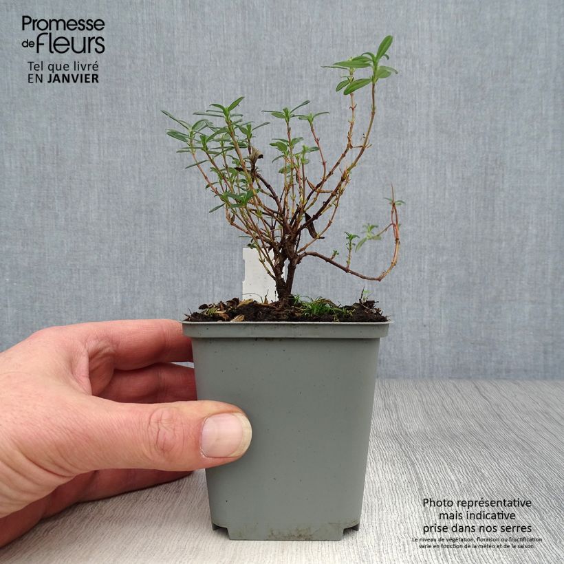 Spécimen de Helianthemum Cerise Queen - Hélianthème double rouge Godet de 8/9 cm tel que livré en hiver