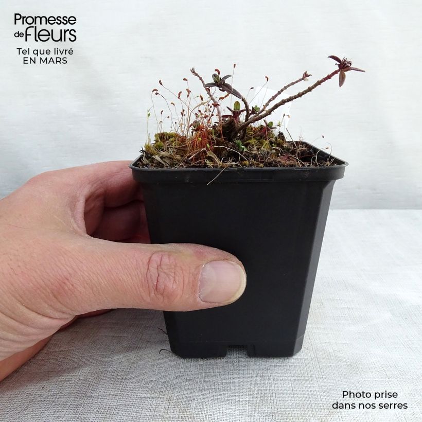 Amostra de Helianthemum Elfenbeinglanz Vaso de 8/9 cm tal como entregue na primavera