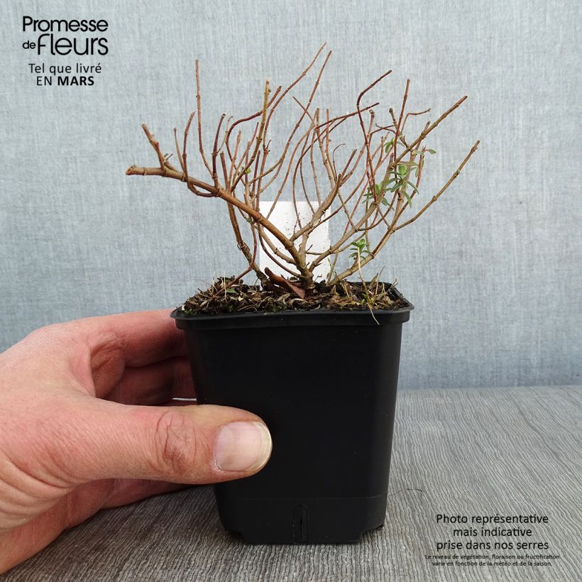 Spécimen de Helianthemum Golden Queen - Hélianthème Godet de 8/9 cm tel que livré en hiver