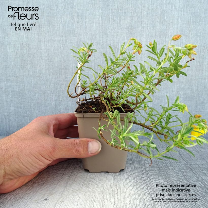 Spécimen de Helianthemum Golden Queen - Hélianthème Godet de 8/9 cm tel que livré au printemps