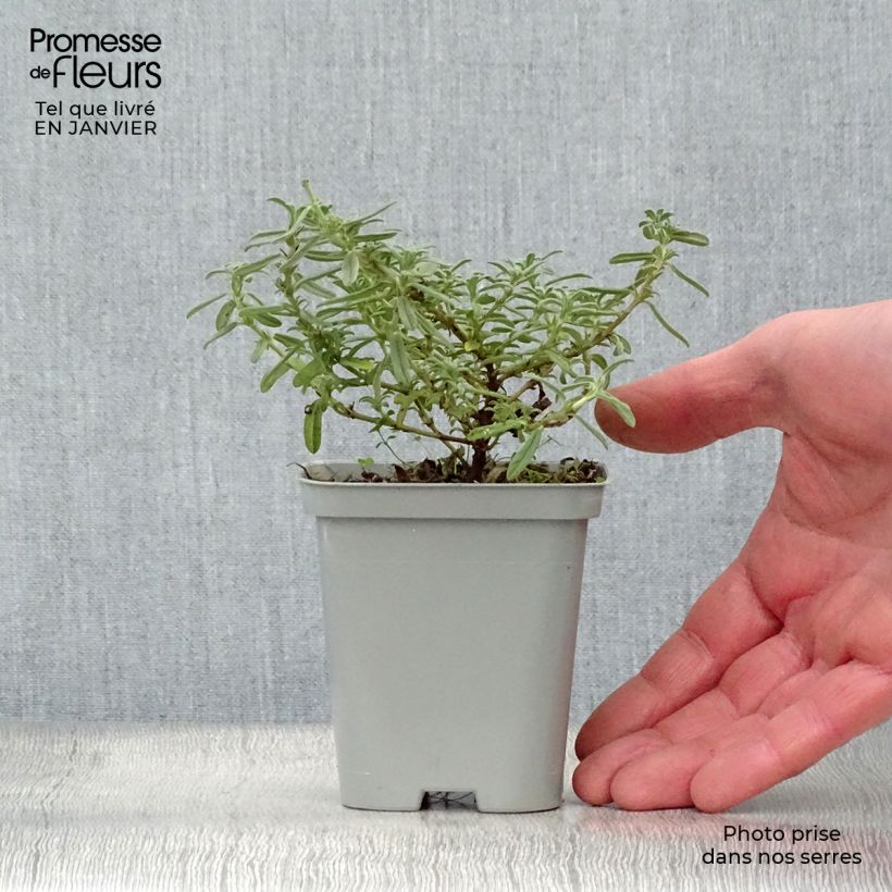 Spécimen de Helianthemum Hartswood Ruby - Hélianthème rouge framboise et rubis Godet de 7/8 cm tel que livré en hiver