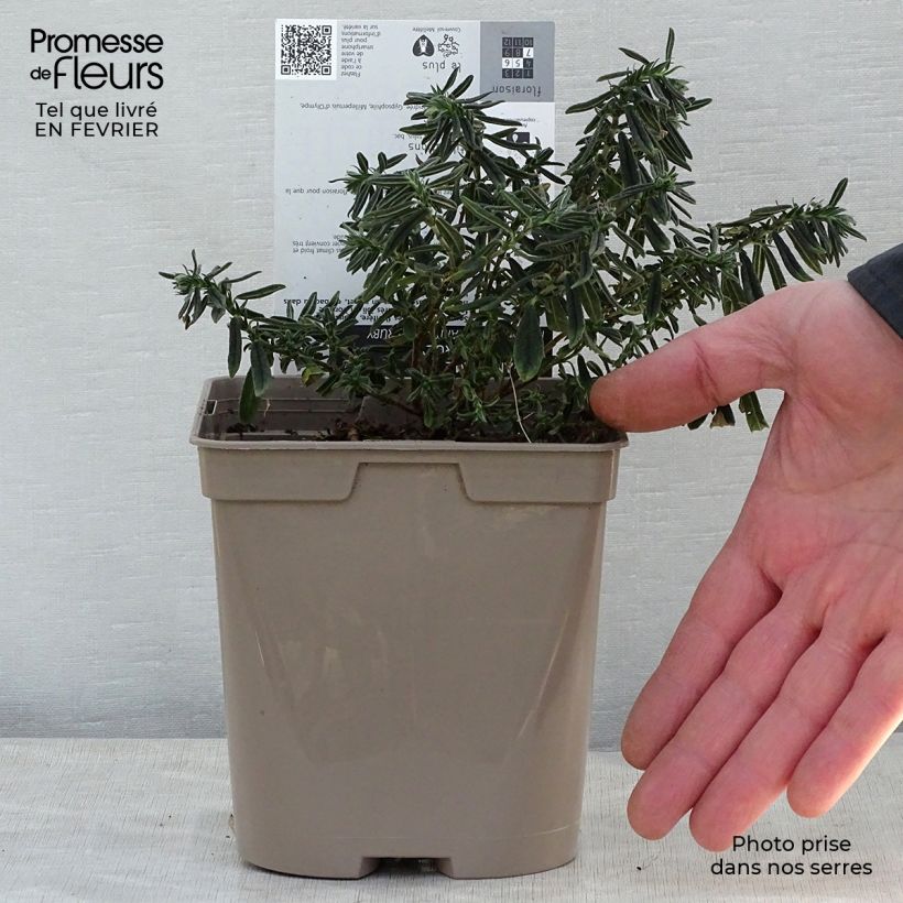 Spécimen de Helianthemum Hartswood Ruby - Hélianthème rouge framboise et rubis Pot de 2L/3L tel que livré en hiver