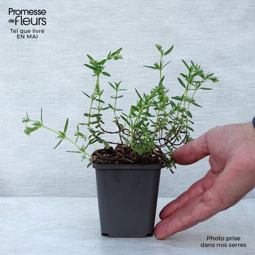 Spécimen de Helianthemum Lawrenson's Pink - Hélianthème rose et jaune Godet de 8/9 cm tel que livré au printemps