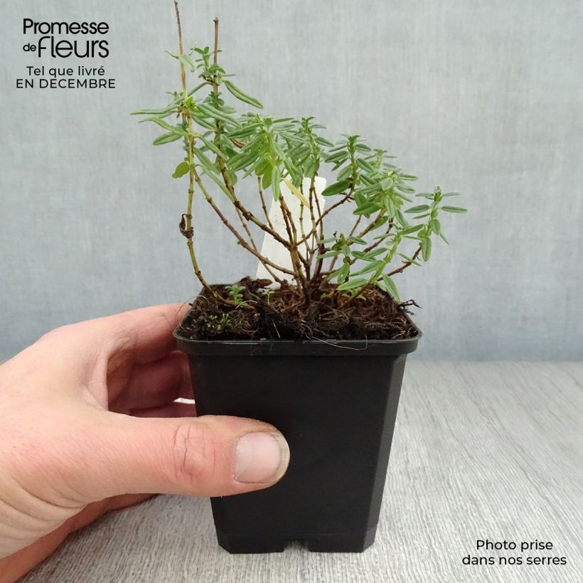 Spécimen de Helianthemum Lawrenson's Pink - Hélianthème rose et jaune Godet de 8/9 cm tel que livré en hiver