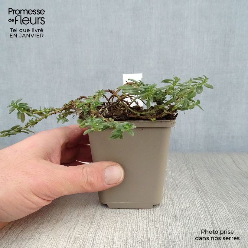 Spécimen de Helianthemum Orange Double - Hélianthème  Godet de 8/9 cm tel que livré en hiver