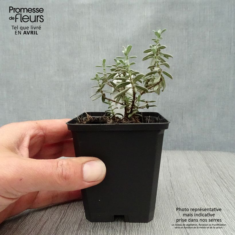 Spécimen de Helianthemum Rhodanthe Carneum - Hélianthème rose pastel. Godet de 8/9 cm tel que livré au printemps