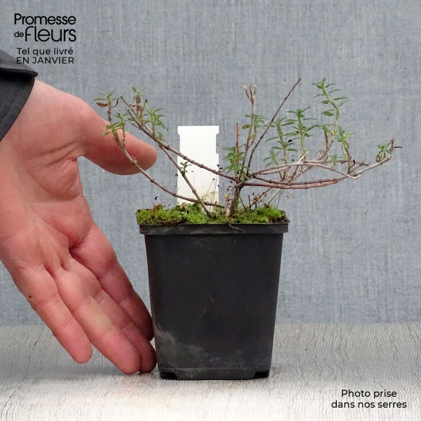 Spécimen de Helianthemum Sulphureum Plenum Godet de 8/9 cm tel que livré en hiver