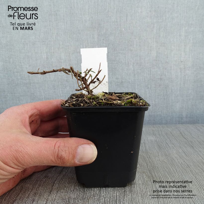Spécimen de Helianthemum Suprême - Hélianthème rouge rose Godet de 8/9 cm tel que livré en hiver