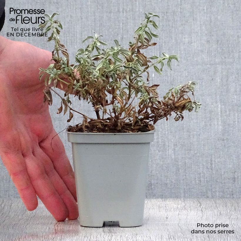 Spécimen de Helianthemum The Bride - Hélianthème blanc et or  Godet de 8/9 cm tel que livré en hiver