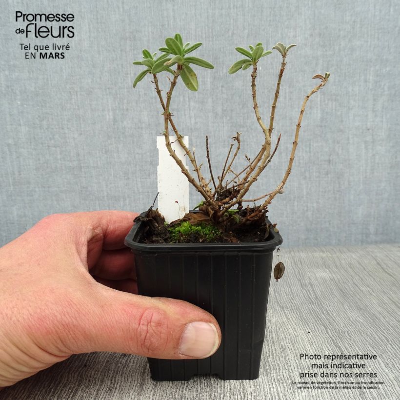 Spécimen de Helianthemum Tomato Red - Hélianthème Godet de 8/9 cm tel que livré en hiver