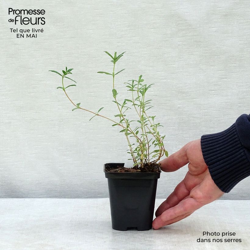 Spécimen de Helianthemum Sulphureum Plenum Godet de 8/9 cm tel que livré au printemps