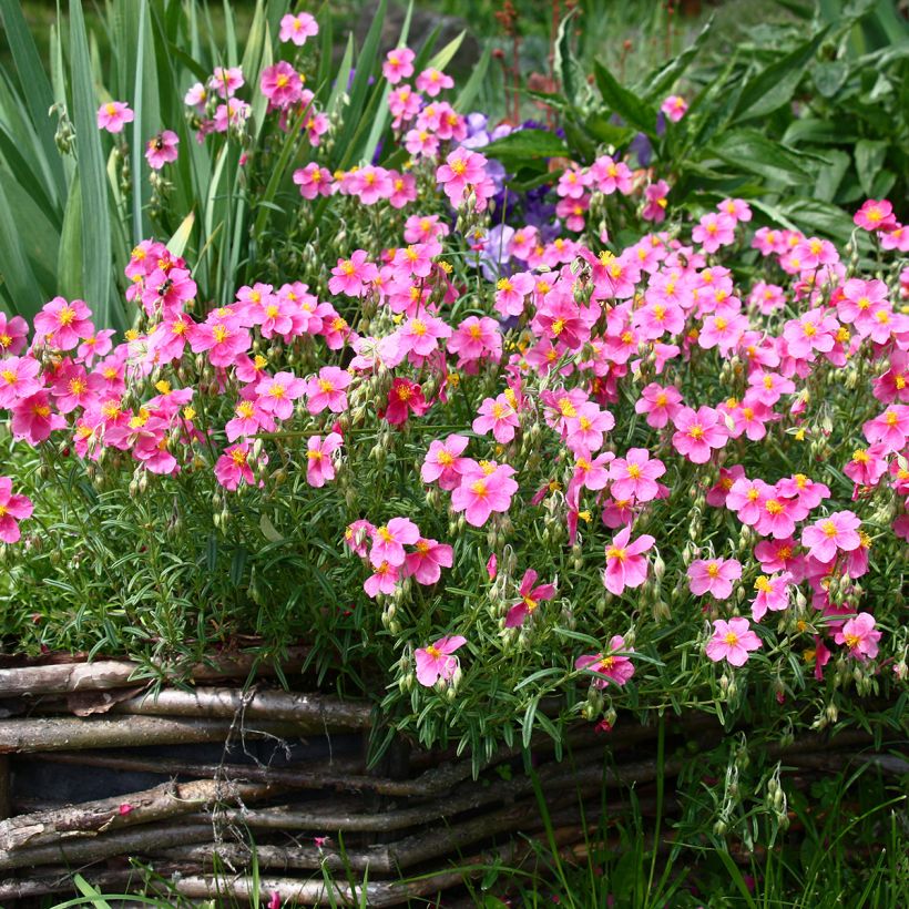 Helianthemum Lawrenson's Pink - Hélianthème rose et jaune (Port)