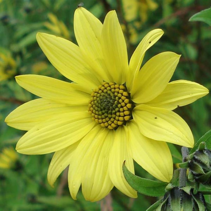 Helianthus Lemon Queen (Floração)
