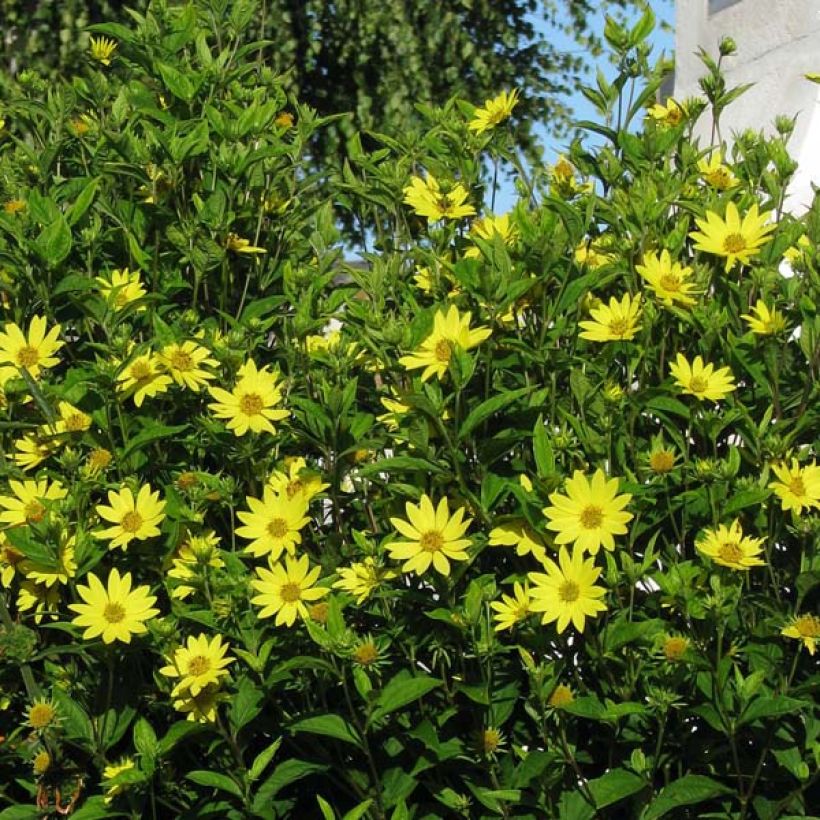Helianthus Lemon Queen (Hábito)