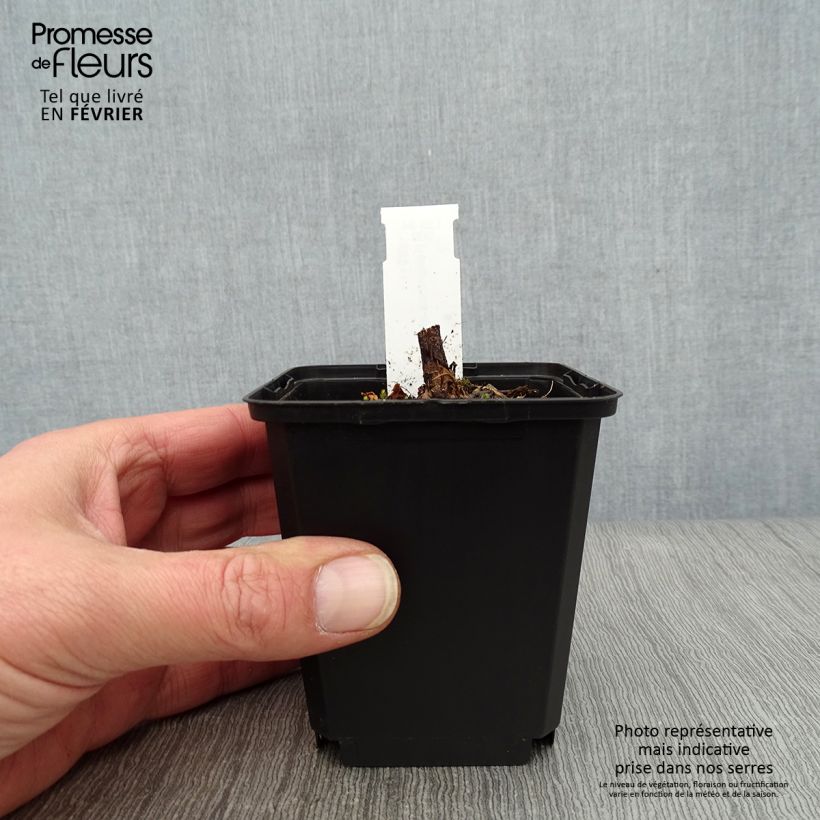 Spécimen de Helianthus atrorubens Monarch - Soleil vivace Godet de 8/9 cm tel que livré en hiver