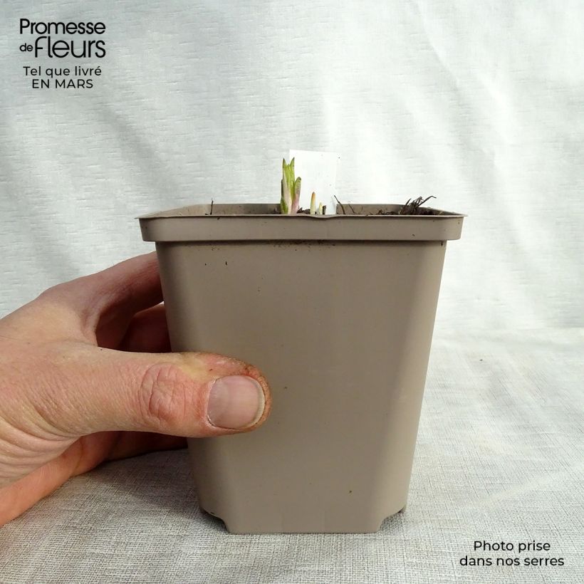 Spécimen de Helianthus atrorubens Monarch - Soleil vivace Godet de 8/9 cm tel que livré au printemps