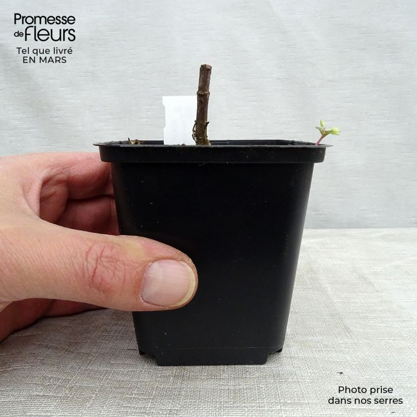 Spécimen de Helianthus decapetalus Capenoch Star - Soleil vivace Godet de 8/9 cm tel que livré en hiver