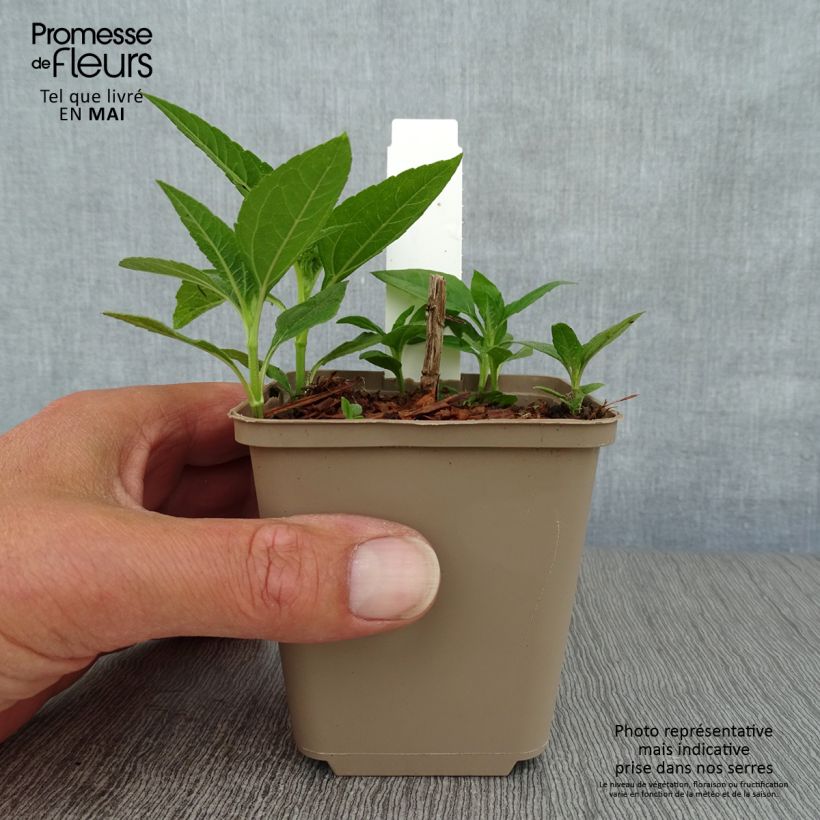 Spécimen de Helianthus decapetalus Plenus - soleil vivace double Godet de 8/9 cm tel que livré au printemps