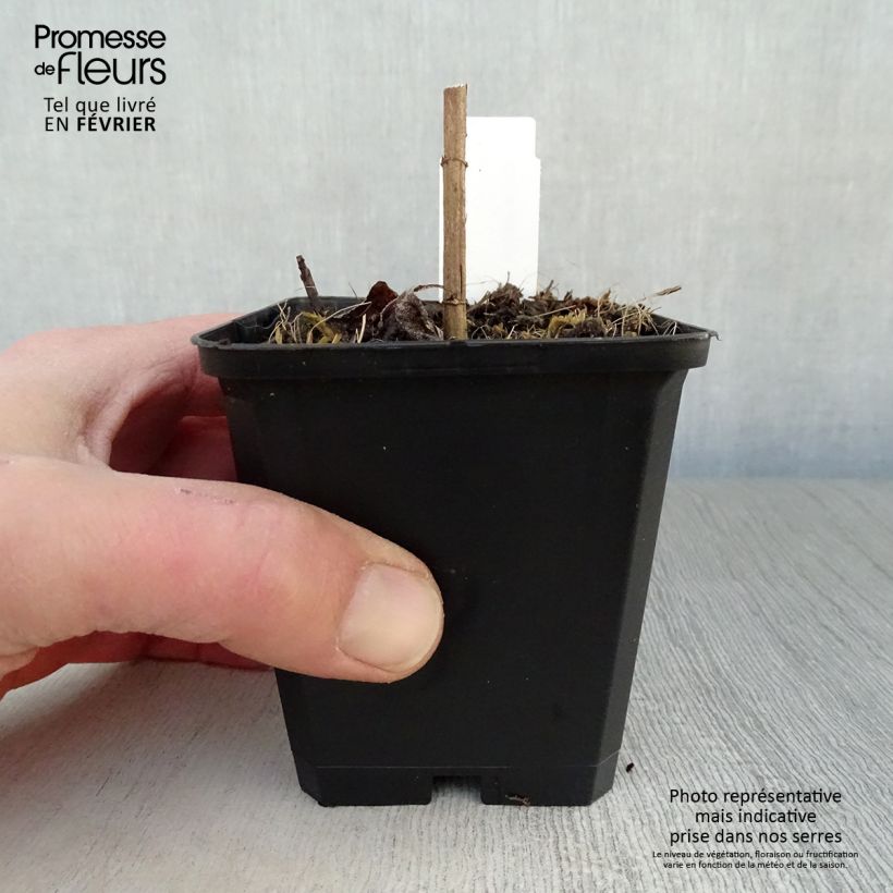 Spécimen de Helianthus decapetalus Soleil d'Or - Soleil vivace Godet de 8/9 cm tel que livré en hiver
