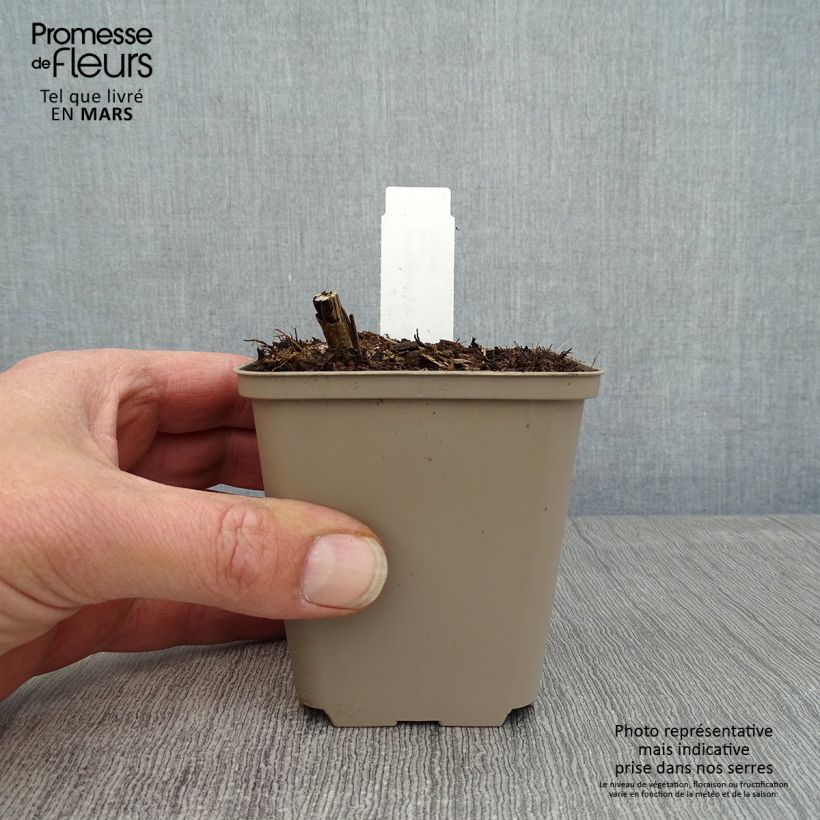 Spécimen de Helianthus giganteus Sheila's Sunshine - Soleil vivace géant Godet de 8/9 cm tel que livré au printemps