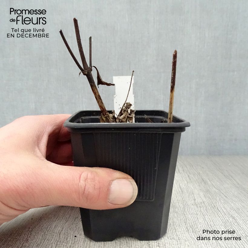 Spécimen de Helianthus hybride Lemon Queen - Soleil Vivace Godet de 8/9 cm tel que livré en hiver