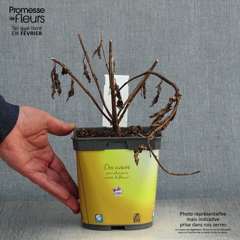 Spécimen de Helianthus hybride Lemon Queen - Soleil Vivace Pot de 2L/3L tel que livré en hiver
