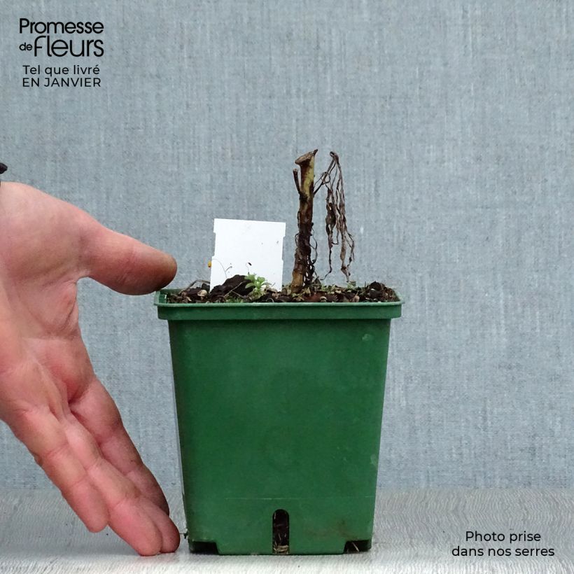 Spécimen de Helianthus salicifolius - Soleil Vivace Godet de 8/9 cm tel que livré en hiver