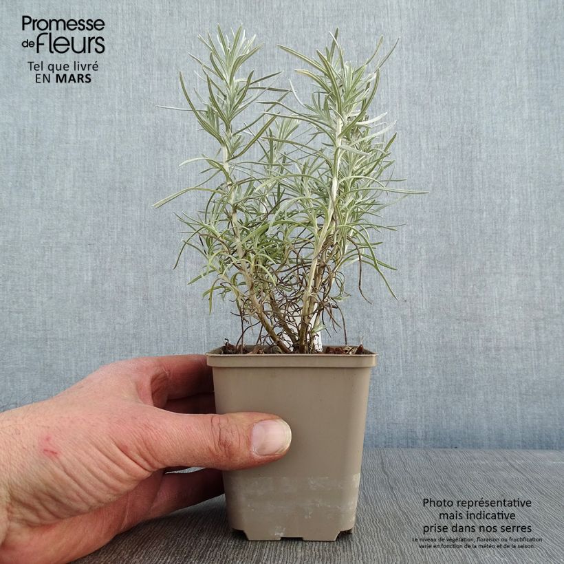 Spécimen de Helichrysum angustifolium Tall Curry - Plante curry Godet de 8/9 cm tel que livré en hiver