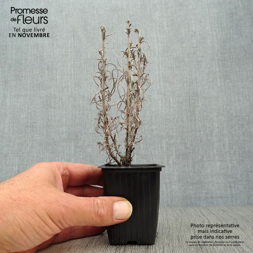 Spécimen de Helichrysum italicum - Plante-curry Godet de 7/8 cm tel que livré en automne