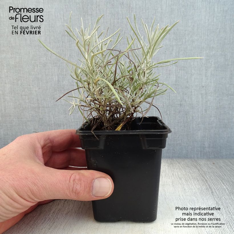 Spécimen de Helichrysum italicum - Plante-curry Godet de 7/8 cm tel que livré en hiver