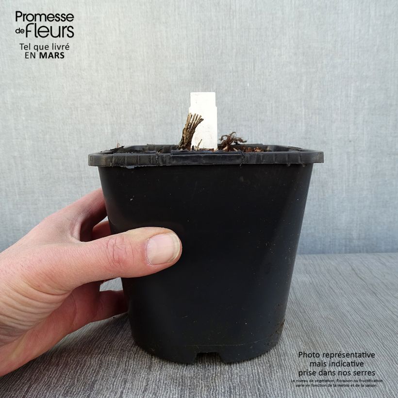 Spécimen de Heliopsis Luna Roja - Héliopsis faux hélianthe Pot de 2L/3L tel que livré en hiver