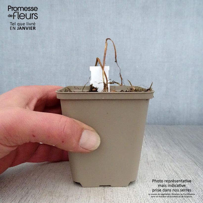 Spécimen de Heliopsis Summer Pink - Héliopsis faux hélianthe Godet de 8/9 cm tel que livré en hiver