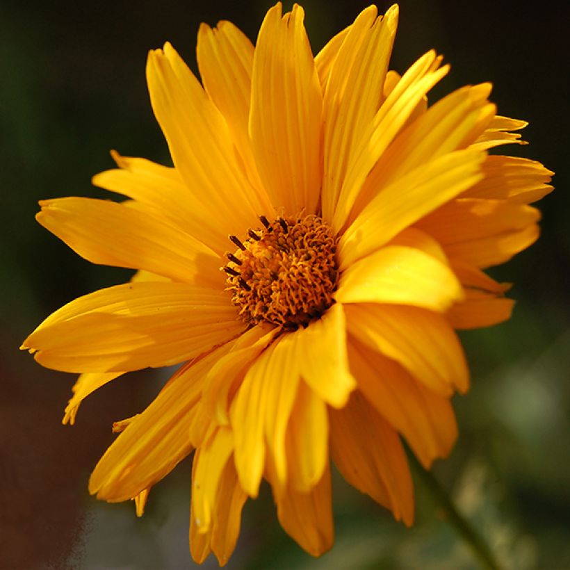 Heliopsis helianthoides Summer Sun (Floração)
