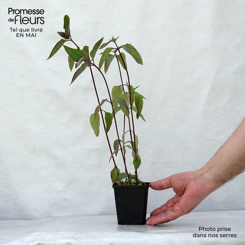 Amostra de Heliopsis helianthoides Burning Hearts Vaso de 8/9 cm tal como entregue na primavera