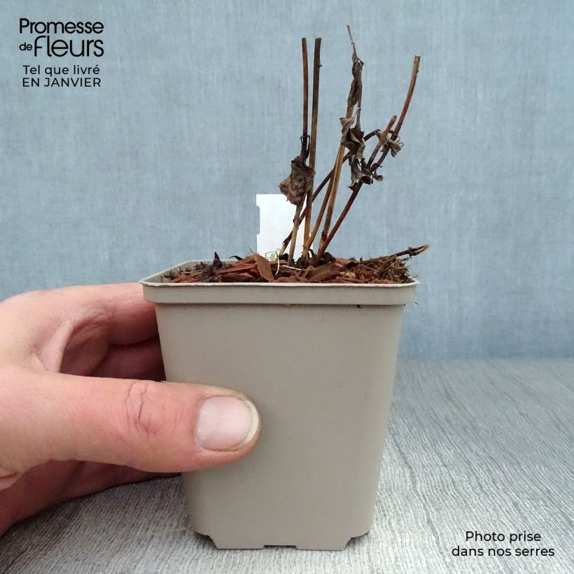 Spécimen de Heliopsis helianthoides Burning Hearts - Héliopsis faux hélianthe  Godet de 8/9 cm tel que livré en hiver