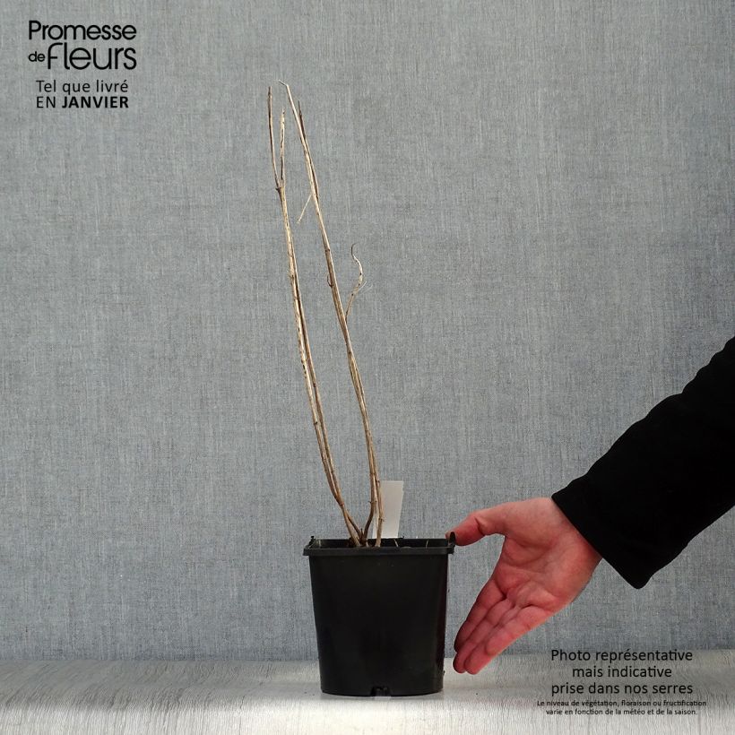 Spécimen de Heliopsis helianthoides Funky Spinner - Héliopsis faux-hélianthe Pot de 2L/3L tel que livré en hiver