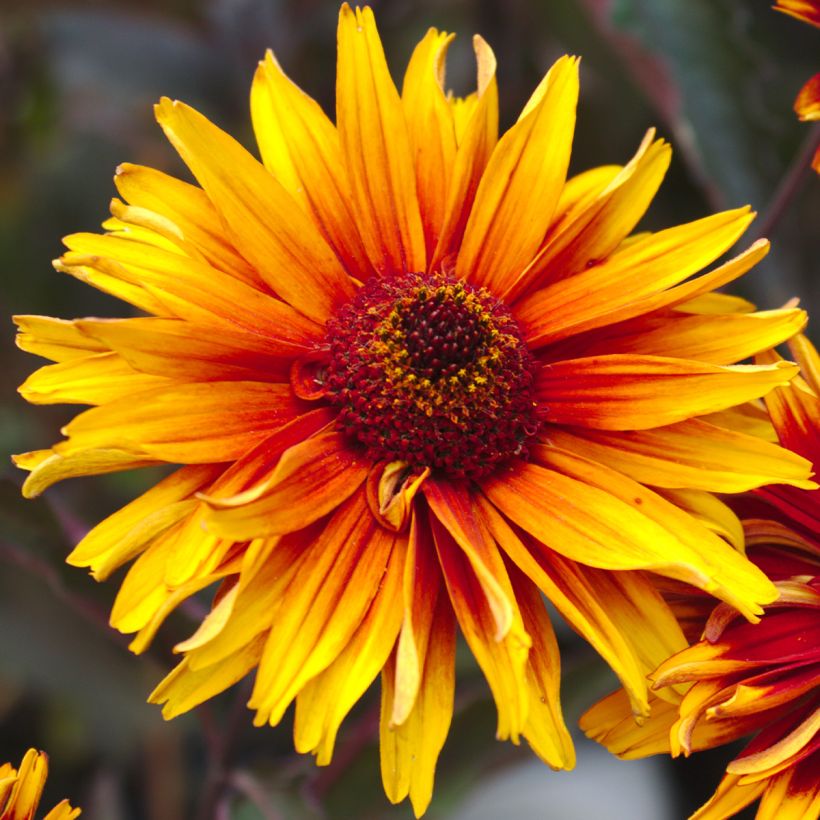 Heliopsis helianthoides Funky Spinner - Héliopsis faux-hélianthe (Floraison)
