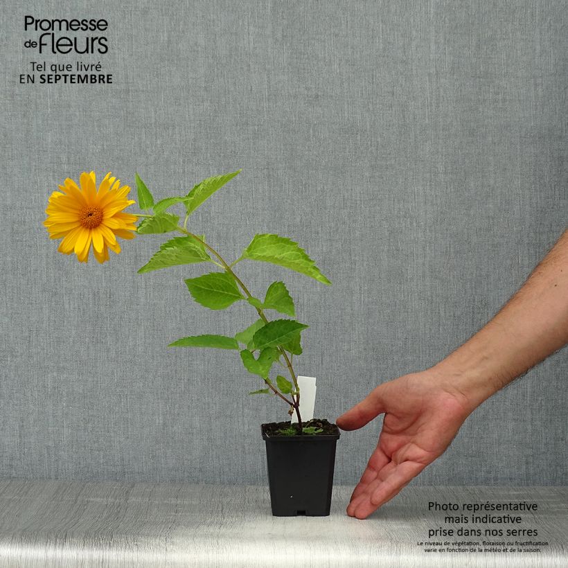 Spécimen de Heliopsis helianthoides Mars - Héliopsis faux hélianthe  Godet de 8/9 cm tel que livré en automne