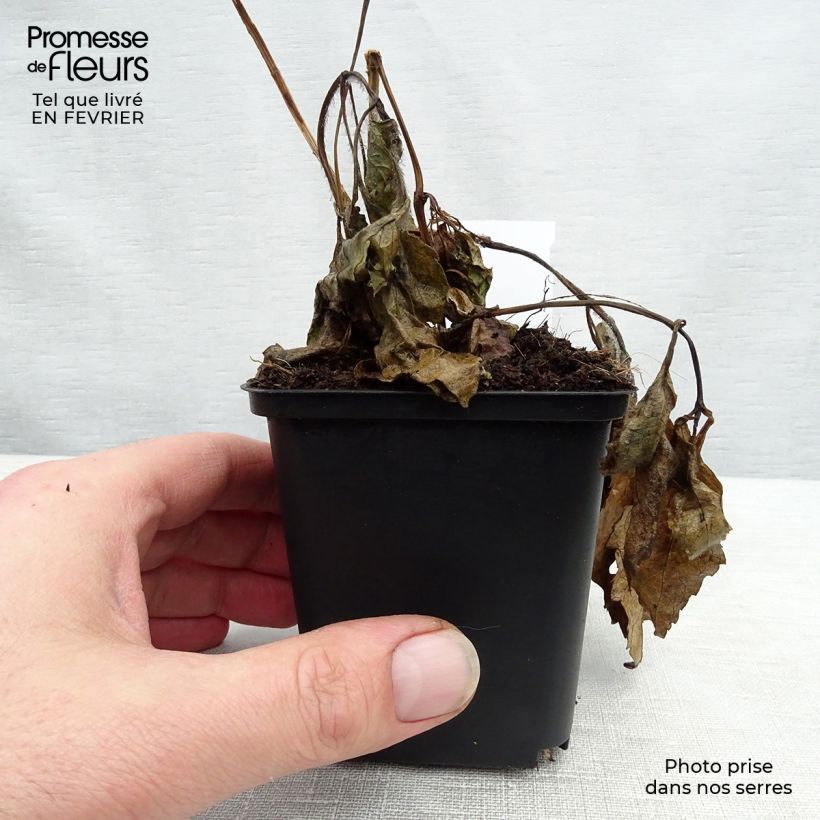 Spécimen de Heliopsis helianthoides Summer Sun - Héliopsis faux hélianthe  Godet de 7/8 cm tel que livré en hiver