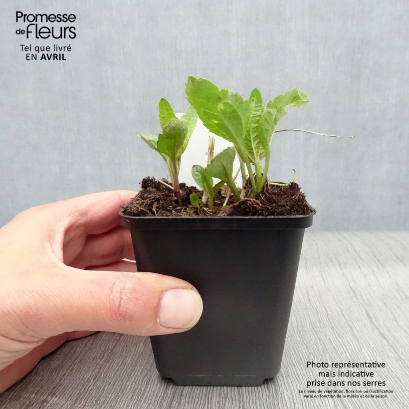 Spécimen de Heliopsis helianthoides Summer Sun - Héliopsis faux hélianthe  Godet de 7/8 cm tel que livré au printemps