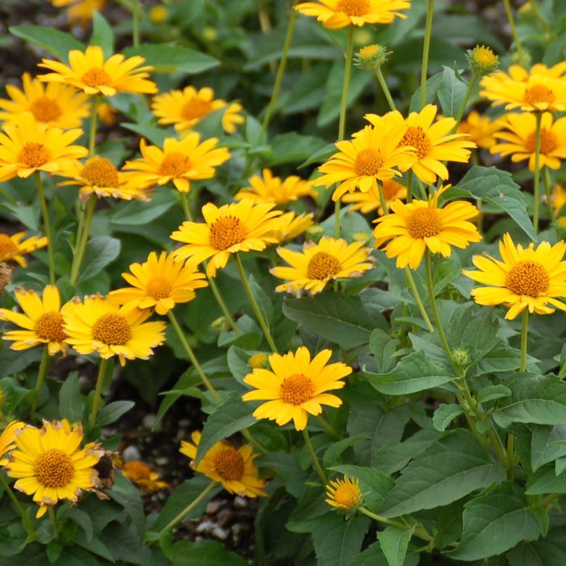 Heliopsis helianthoides Tuscan Sun (Floração)