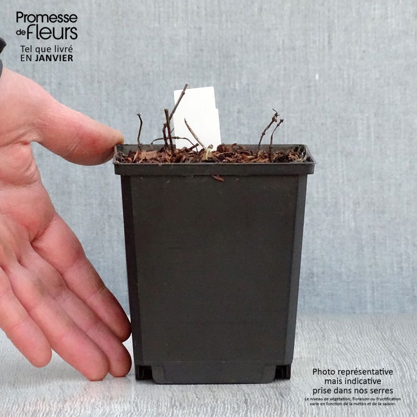 Spécimen de Heliopsis helianthoides Tuscan Sun - Héliopsis faux-hélianthe. Pot de 10 cm/11cm tel que livré en hiver