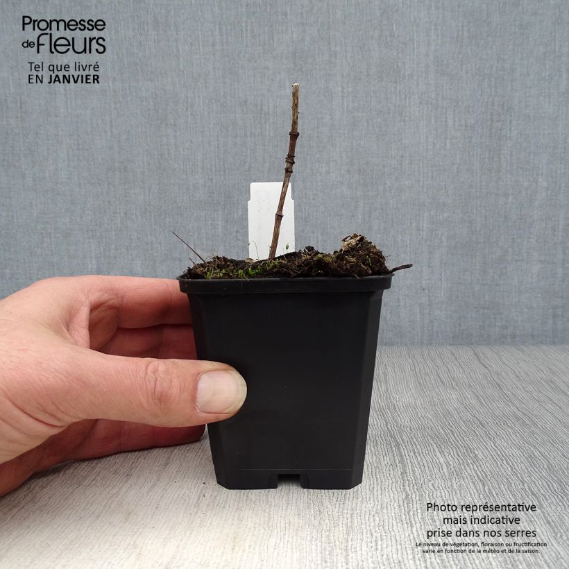 Spécimen de Heliopsis helianthoides Venus - Héliopsis faux-hélianthe Godet de 8/9 cm tel que livré en hiver