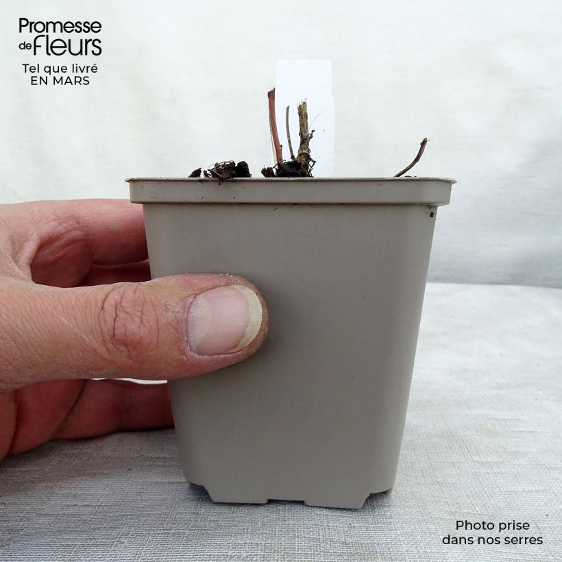 Spécimen de Heliopsis helianthoïdes var. scabra Godet de 8/9 cm tel que livré en hiver