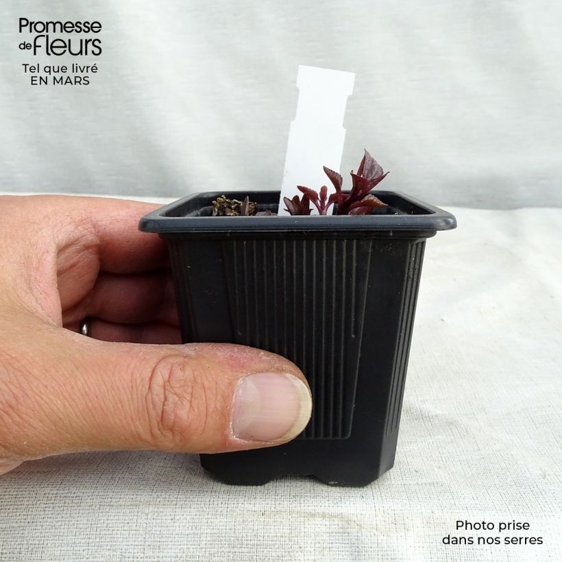 Spécimen de Heliopsis helianthoïdes var. scabra Summer Nights Godet de 8/9 cm tel que livré en hiver