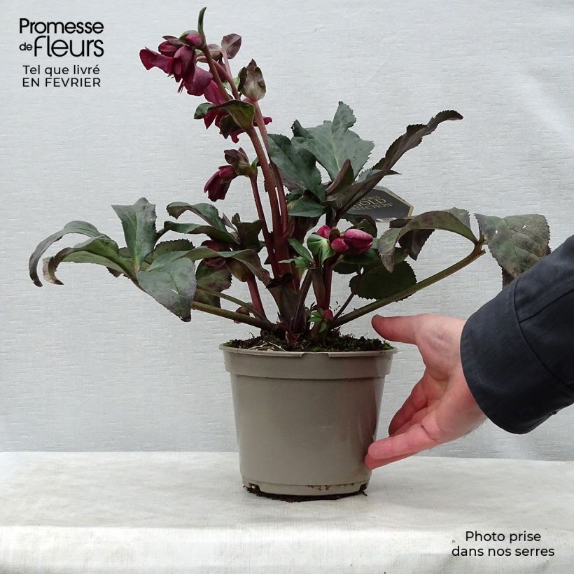 Spécimen de Hellébore Ice n' Roses Red  Pot de 2L/3L tel que livré en hiver
