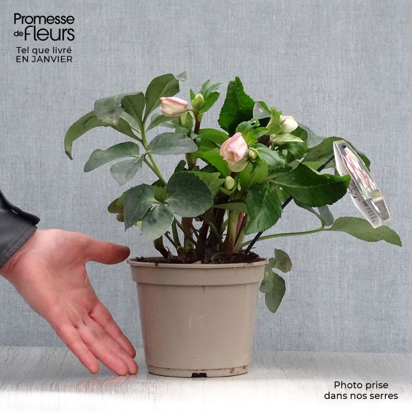 Spécimen de Hellébore Ice n' Roses Rosetta Pot de 2L/3L tel que livré en hiver
