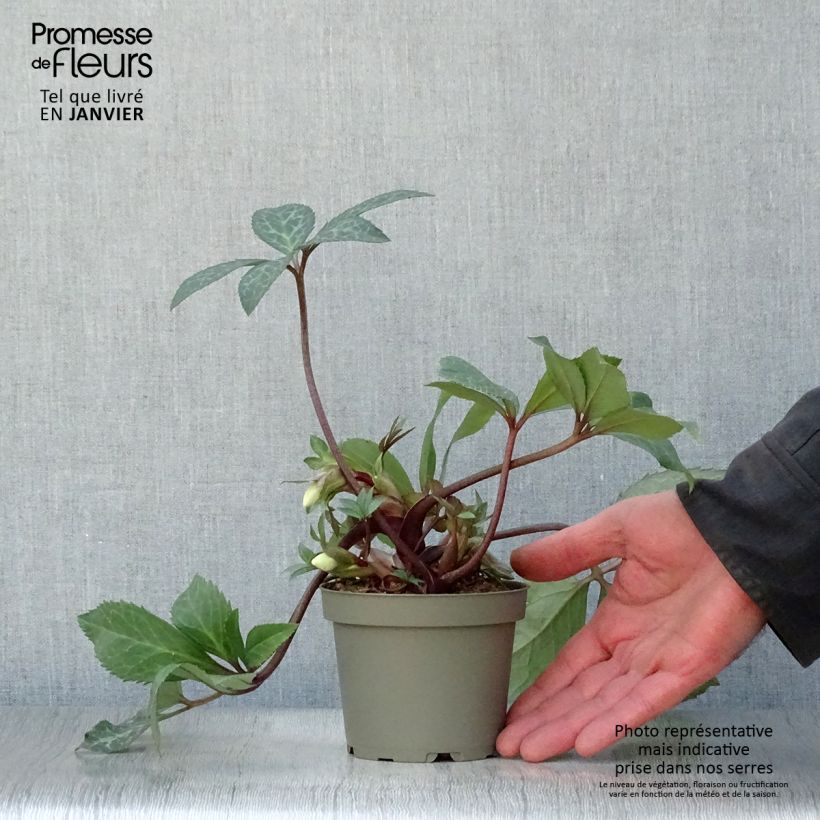 Spécimen de Hellébore Magic Leaves Pot de 10 cm/11cm tel que livré en hiver