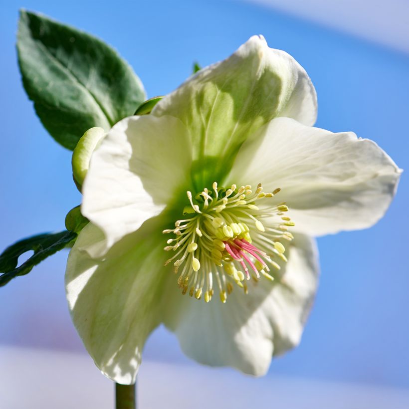 Hellébore oriental ViV Bianca (Floraison)